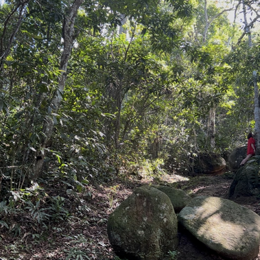 The Mata Atlantica forest, with her magnificent trees. There are also large rocks in the bottom right-hand corner. Distant and small related to the forest, a dancer is leaning against a tree on her stomach. She is wearing a red outfit.